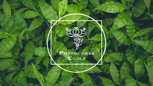 Phytotherapy: The magical world of plants
